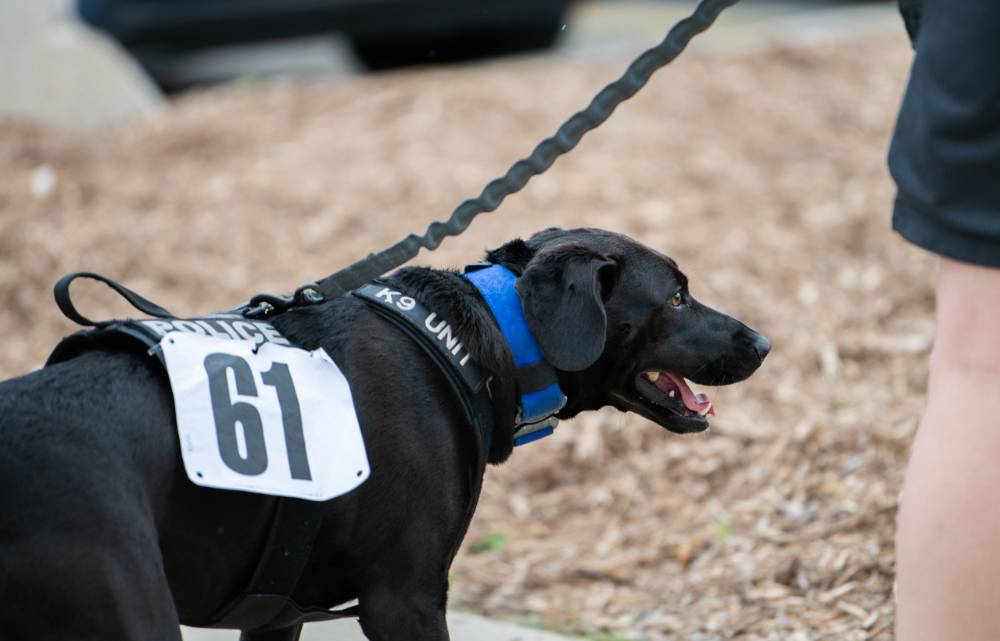 Koda panting after the race, wearing her number "61" race bib